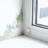 Indoor Mold on a Windowsill: A Hidden Source of Mycotoxin Symptoms and Anxiety